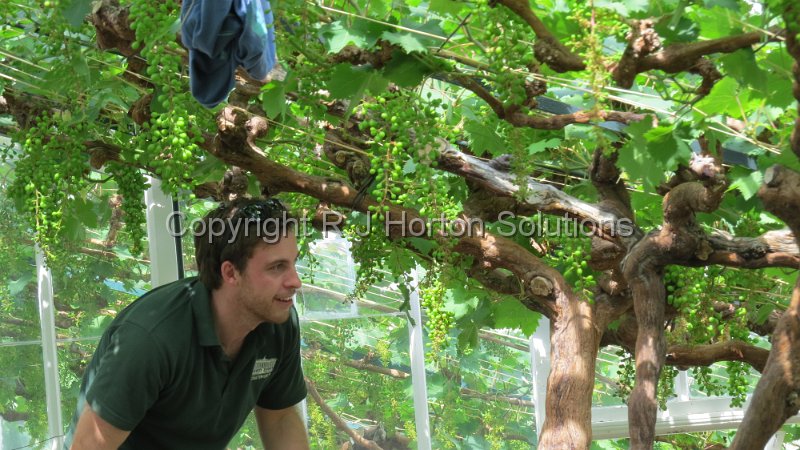 Chatsworth - Grapevines - 2